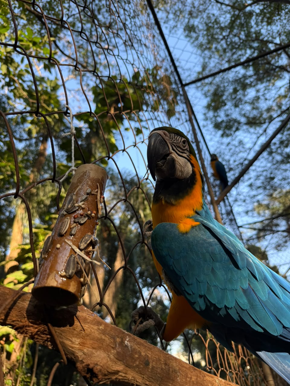 Cerca de 40 espécies de animais do Zoo Americana participam de atividades de enriquecimento ambiental